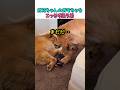 お兄ちゃんのおもちゃをこっそり狙う弟