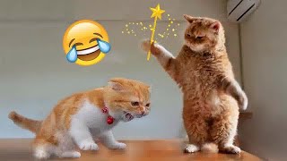 I would die laughing for these FUNNIEST Cats 😍 Funniest Cat Reaction 😹