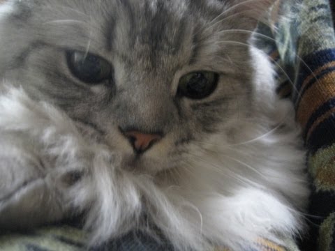 フードのファーに狂う猫