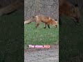Heres Red.the vixen we had the pleasure of meeting a few years ago! ♡miss you Red! #naturallypaired