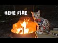 Our bengal kitten goes camping for the first time  ep 4