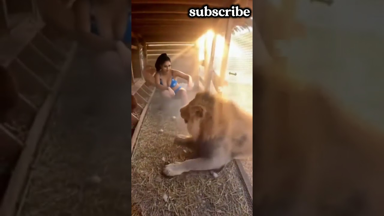 lion attack girl 