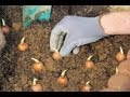 Jak posadzi cebul