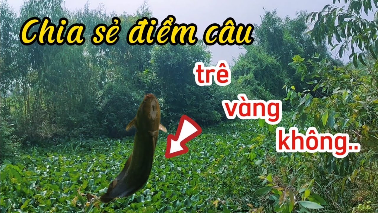 Chia sẻ điểm câu/lại đụng trê vàng kênh huyền bí không phải ai cũng biết