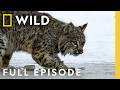 Following Wildlife Living Below Zero Full Episode SPECIAL Nat Geo Animals