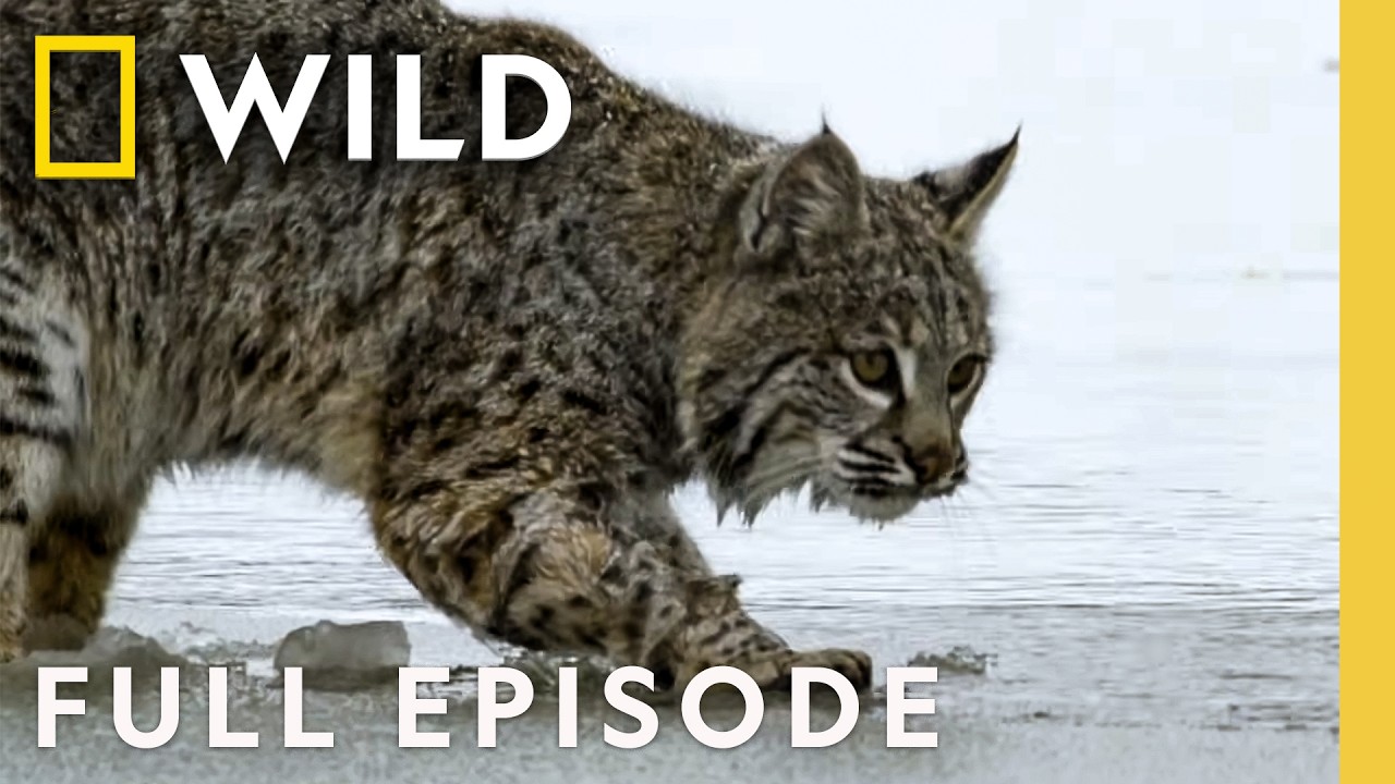 Exploring Wildlife Surviving in Below Zero Conditions (Full Episode) | SPECIAL | Nat Geo Animals – Documentary