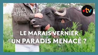 The Vernier marsh, a paradise under threat? - Weather on the map