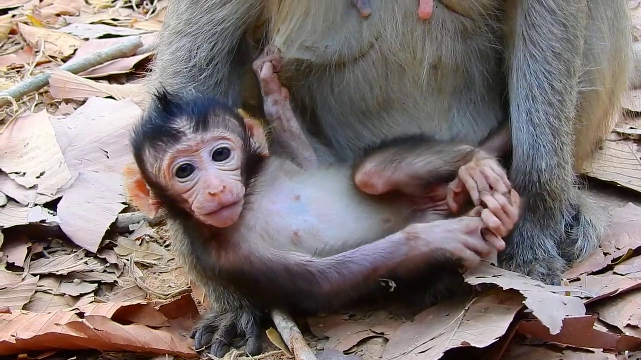 ELlen So Cute Baby Monkey! What's Baby Doing Like this very Adorable Baby!