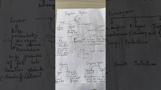 Quick Revision notes for DIGESTIVE SYSTEM IGCSE