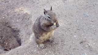 Chipmunk attack