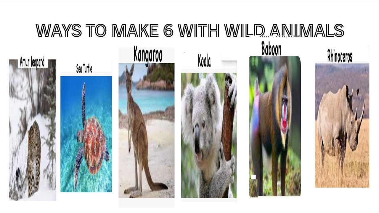 Fun With Numbers By Adding Ways To Make 6 With Animals Wild 1 YouTube fun-with-numbers-by-adding-ways-to-make-6-with-animals-wild-1-youtube