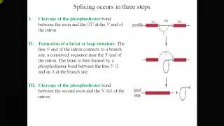 Lecture 2 Splicing
