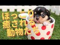 ほっこり癒される可愛い動物たちの最も面白いペットの動画