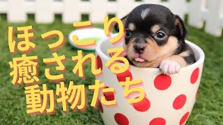 ほっこり癒される可愛い動物たちの最も面白いペットの動画