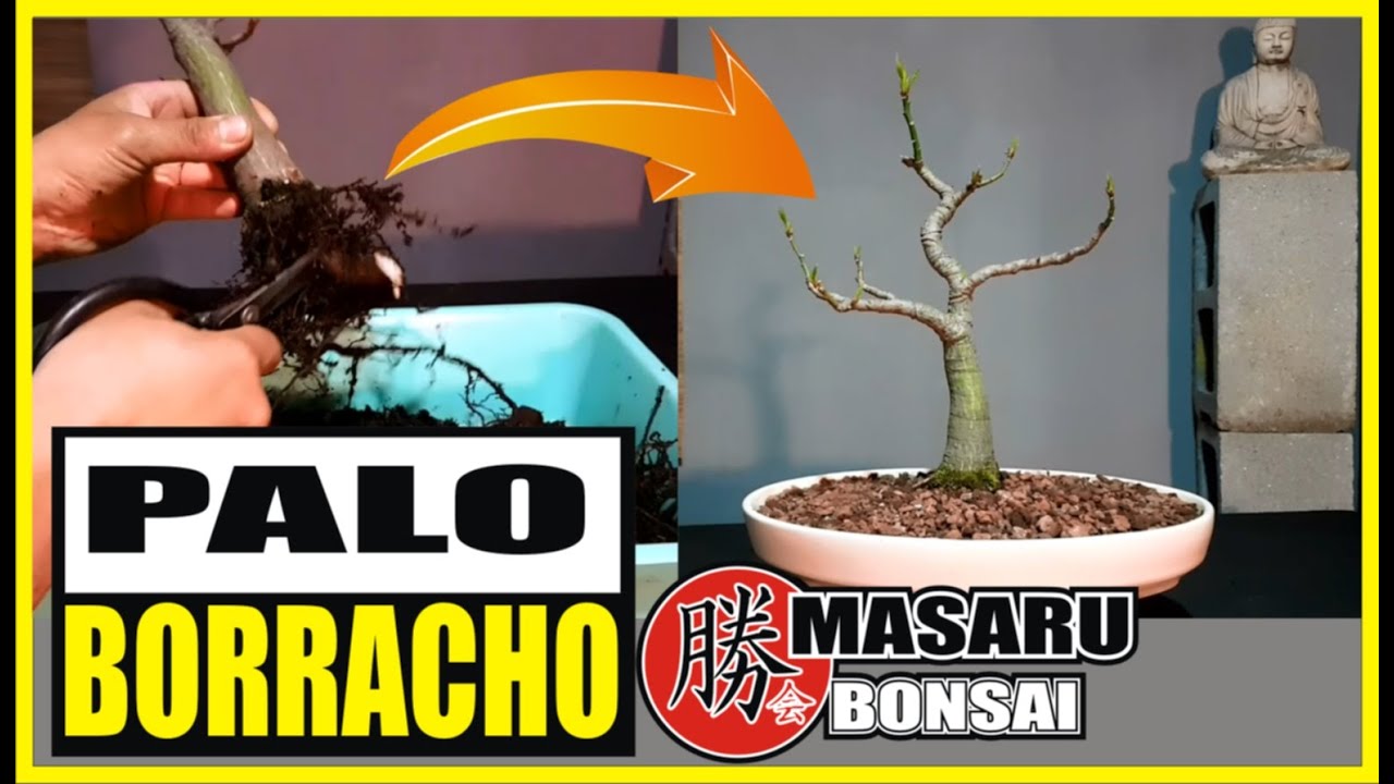 PALO BORRACHO PODA DRÁSTICA DE RAÍZ Y TRASPLANTE | BONSAI CEIBA SPECIOSA 💚