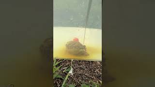 💥🎣Взрыв ПВА с прикормкой  для ловли карпа #fishing #carpfishing #рыбалка  #карпфишинг  #fishingtips