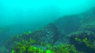Gopro Catches Mive Great White Shark Swimming Over Divers