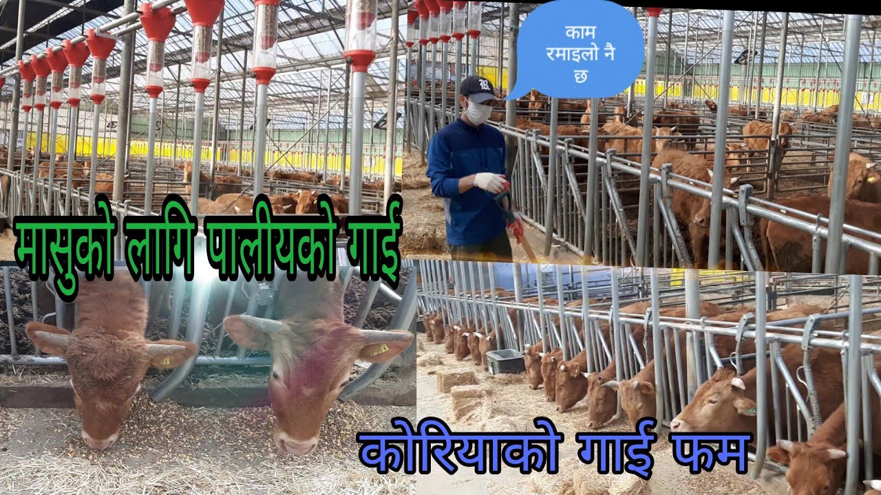 कोरियामा गाई पालन | Cow farm in Korea | The super vlogs