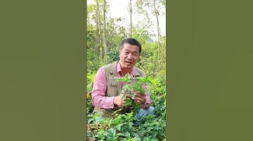 Sài gục – Tưởng chỉ là cây mọc hoang ven đường, ai ngờ lại có công dụng hay #thaoduoc #suckhoe