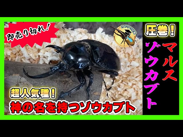 即売り切れ！】超人気ゾウカブトでもあるマルスゾウカブト！光沢が超