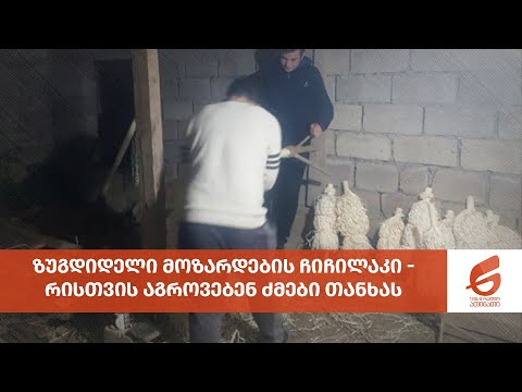 ზუგდიდელი მოზარდების ჩიჩილაკი - რისთვის აგროვებენ ძმები თანხას