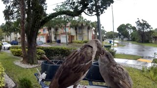 Rainy Day Bird Feeder Magic 🌧️🐦 Mama Sparrow & Babies + Drenched Blue Jays 💙 screenshot 3