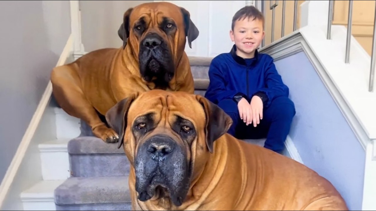 These Massive Boerboels Scared Everyone Until a Fearless Boy Showed Up