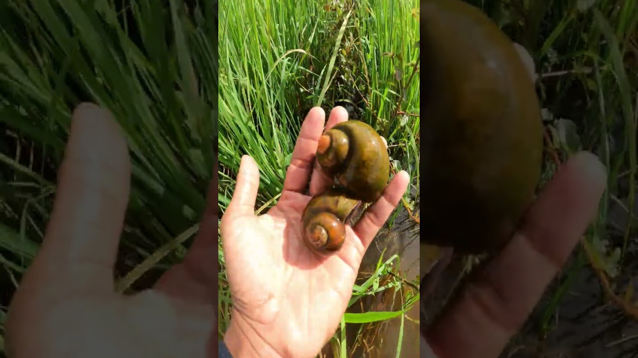 When Floodwaters Fade, Beauty Takes Over 