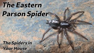 The Spiders in Your House - The Eastern Parson Spider