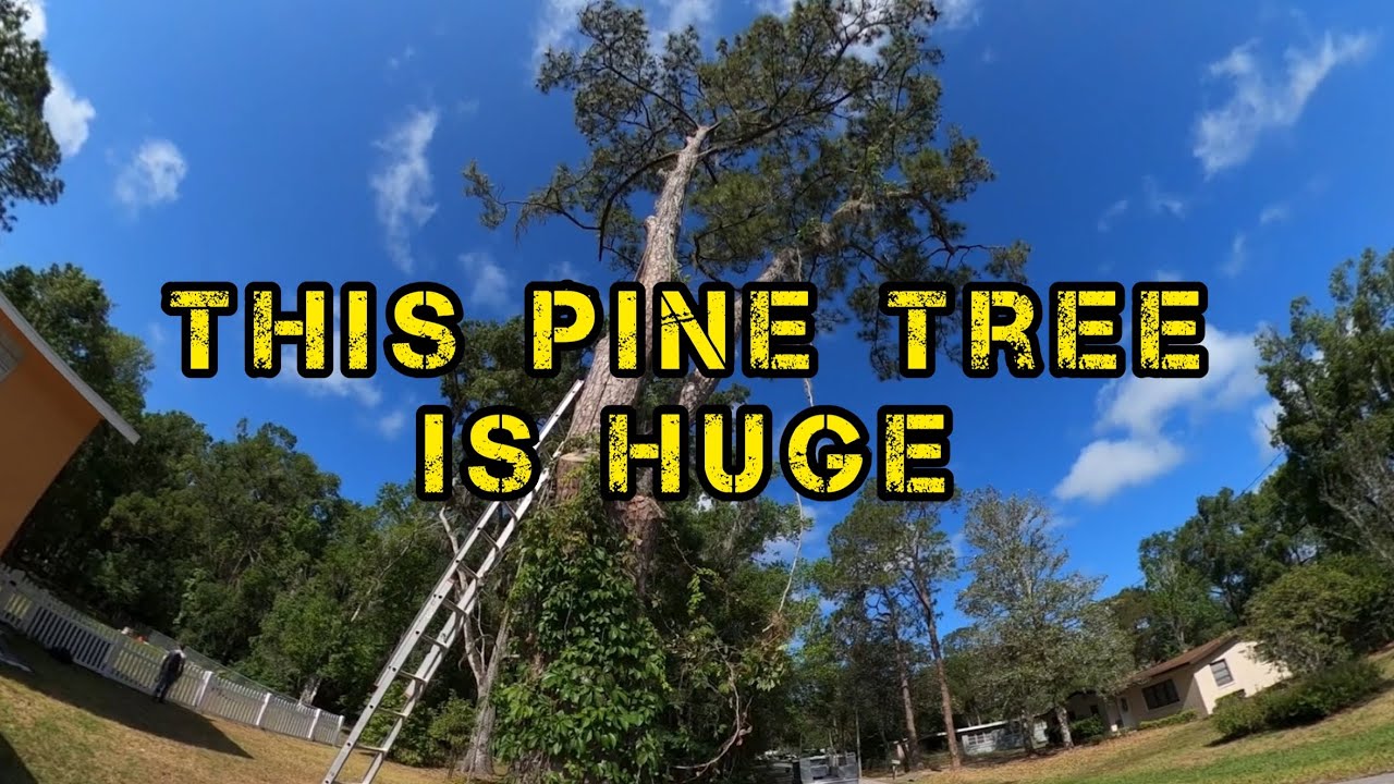 Arborist Takes on Massive Pine Removal in Tricky Ditch Situation - YouTube