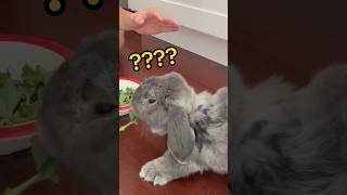 subscribe and ill get more bunnies