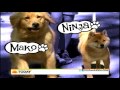 Puptopia NYC Dog Walking Service on the Today Show Puptopia NYC Dog Walking Service on the Today Show