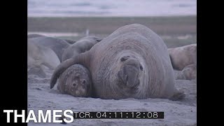 Mating Elephant Seals | Patagonia | Argentina