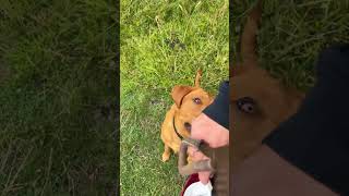 Musashi come! | Musashi the fox red Labrador #dog #labrador #labradorlovers #foxred
