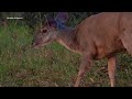 VEADO-MATEIRO na flor de Ipê ao entardecer (MAZAMA AMERICANA), SOUTH AMERICAN RED BROCKET, GUATAPARÁ