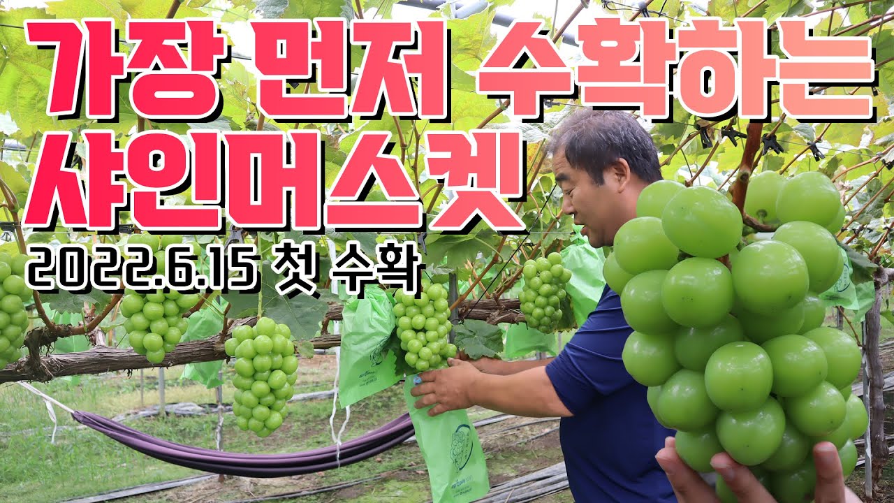 진짜 샤인머스켓 수확했습니다. 6월 15일 첫 수확!! (꼭 끝까지 시청해주세요!!!)