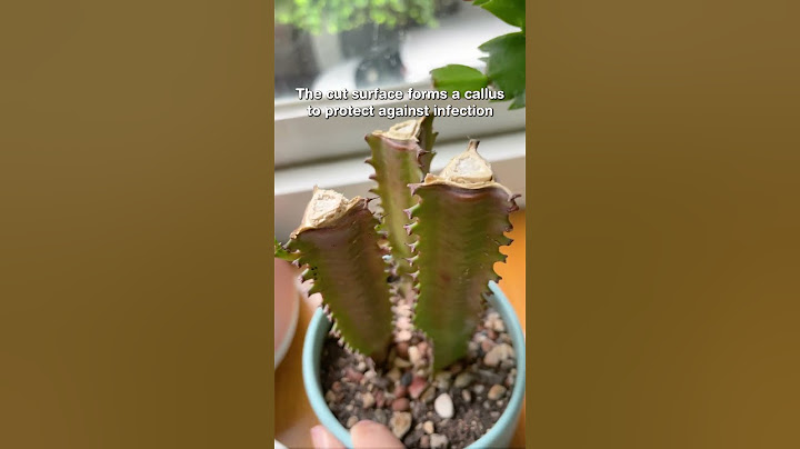 What happens when you cut off the tip of your cactus #cactus #cacti #propagation