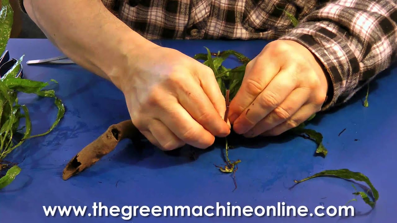Attaching Microsorum to wood for planting in an aquarium YouTube