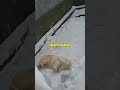 This COLD polar bear secret stops a MAULING