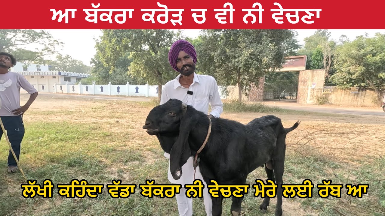ਲੱਖੀ ਕਹਿੰਦਾ ਵੱਡਾ ਬੱਕਰਾ ਕਰੋੜ ਚ ਵੀ ਨੀ ਵੇਚਣਾ ਮੇਰੇ ਲਈ ਰੱਬ ਆ । Lakhi Lasara Goat Farm #goats