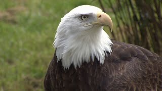 B.C. woman attacked by eagle while taking photos