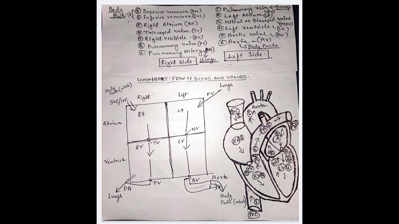Mastering Heart Anatomy  Easy Mnemonics!