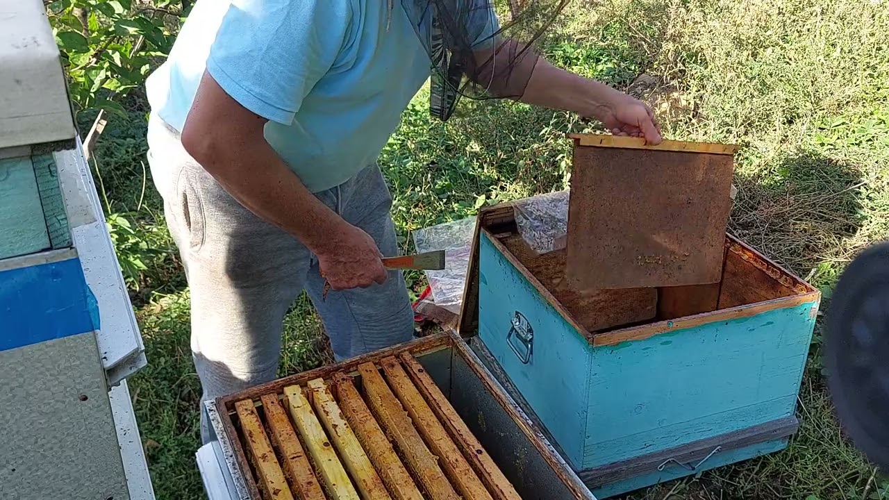 30 septembrie 2022, rezolvarea unui stup fara matca