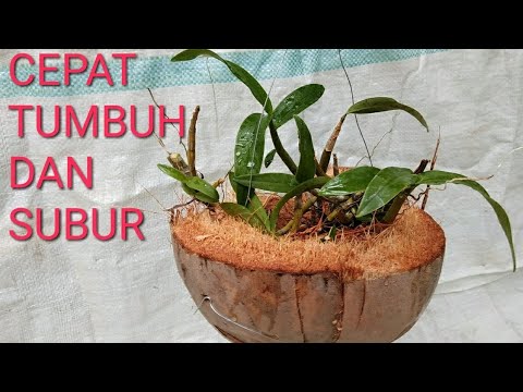  Cara  Menanam Anggrek Dengan Sabut Kelapa Agar  Cepat  