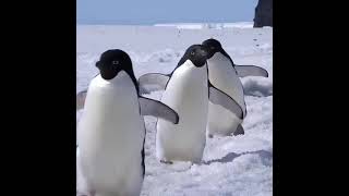 سبحان الخالق/ فيديو مليء بالمتعة مع كائنات البطاريق اللطيفة  Wonderful penguins