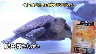 【ニホンイシガメ】大好物を食す【Japanese pond turtle】