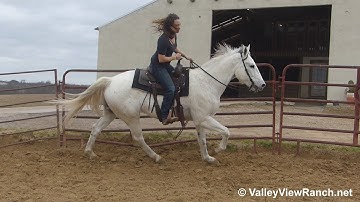 Jake - walk, jog, lope, stops! - ValleyViewRanch.net