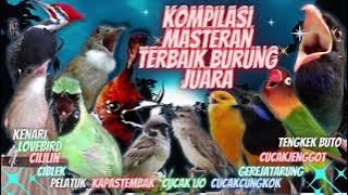 Masteran Terbaik Burung Juara || Kenari Lovebird Cililin Ciblek Cak-Jenggot Cak-Cungkok Greja Tarung