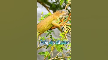 سورة محمد و،.كا.نك تسمعها لأ،؛و.ل مر.ة💘❤️؛،🌸،،🏵️🌻🌼💚بصوت الشيخ حمزة مد؛بو.ح 💮💛🌸؛،💝💙💐..💔