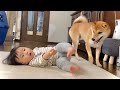 柴犬と戯れ合う保育園帰りの1歳娘